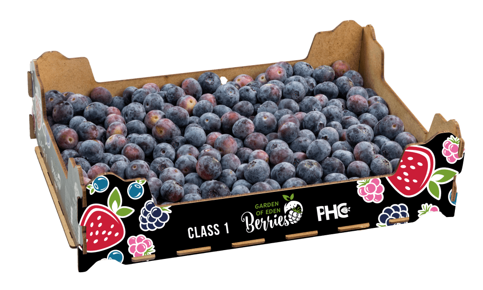 Blueberries - 1kg